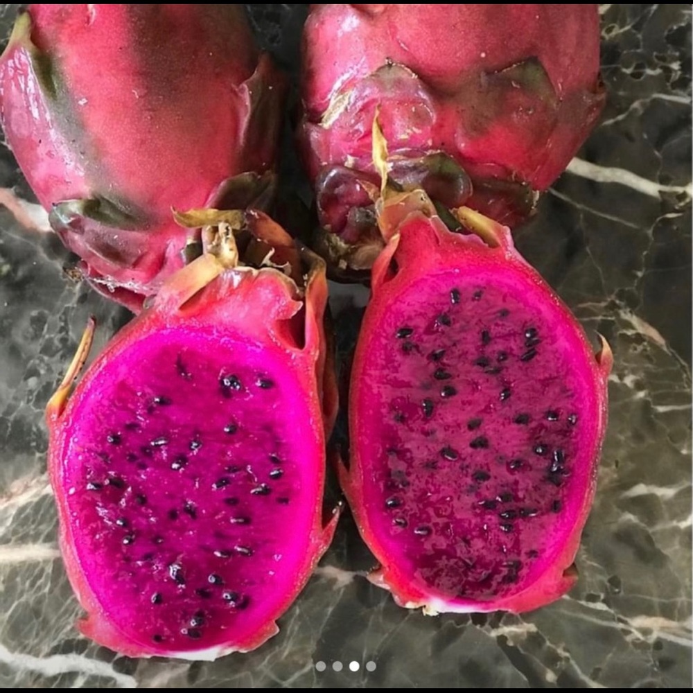 SUGAR DRAGON FRUIT PLANT